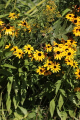 yellow flowers in the garden