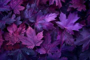 Maple Leaves with Purple Lighting