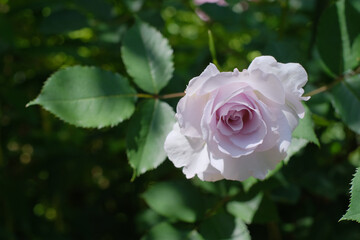 ローズガーデン　バラ　薔薇　イングリッシュガーデン
