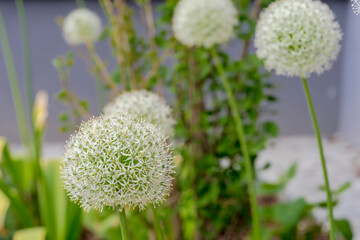 Czosnek ozdobny - pięknie kwitnące białe kuliste kwiatostany. Majowy poranek z białymi kwiatami kwitnącymi przed ścianą budynku miejskiego. © Grzegorz