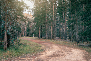 Walking trail at Kuitpo forest reserve with pine trees on a day, South Australia