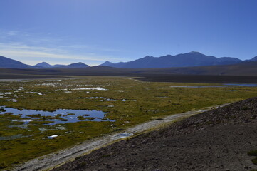 Campo verde no Deserto de Atacama