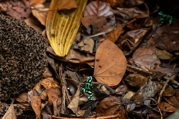 Poison Dendrobates Auratus frog in a rain forest floor at Costa Rica - stock photo