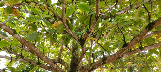 branch of tree under the leaves