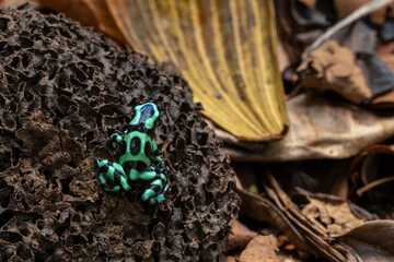 Poison Dendrobates Auratus frog in a rain forest floor at Costa Rica - stock photo