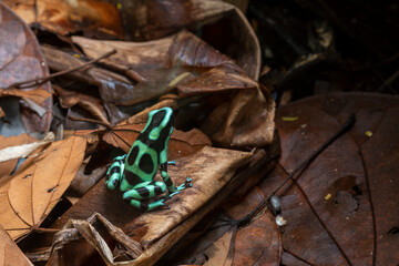 Poison Dendrobates Auratus frog in a rain forest floor at Costa Rica - stock photo