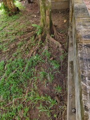 the roots of a tree appear on the surface