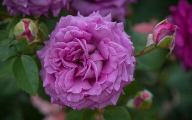 chartreuse de parme flower in close up in the garden 