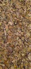 the piles of dry leaves