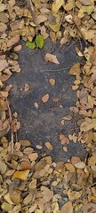 the frame of photo from dry leaves