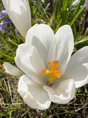 Blooming spring garden white crocus  on natural green background