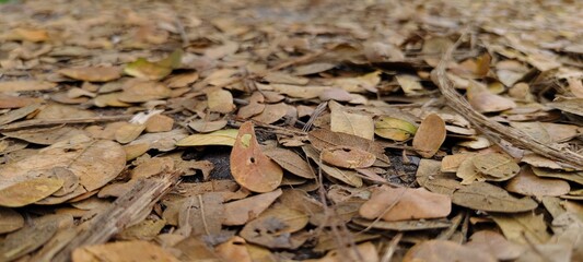 beautiful shot of dry leaves on the road