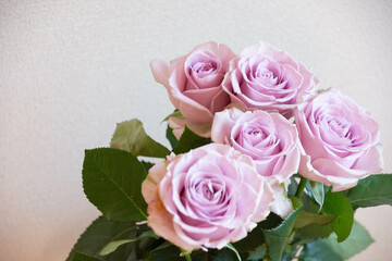 紫色の薔薇
