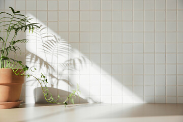 A simple interior background with warm sunlight streaming in through the window.