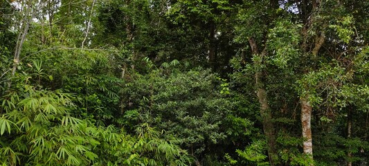 heavy forest in west borneo