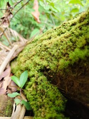 nice mossy wood in the jungle