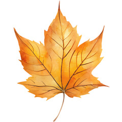Hand drawn autumm forest leaves elements and decoration, watercolor style.