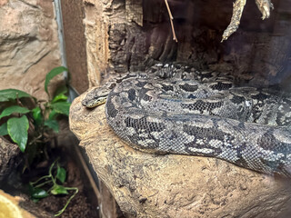 grey snake on a stone, wild dangerous animals