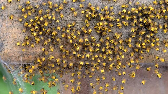 Close up shot of a of a nest of young Araneus diadematus spiderlings also known as common garden spider or cross orbweaver crawling around