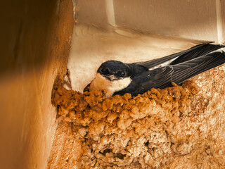 hirondelle dans son nid, regarde l'objectif © AldoBarnsOutdoor