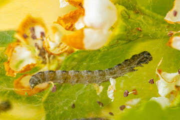 Close-up of caterpillars crawling on a web-like structure among green leaves and orange flowers. The image highlights the intricate webbing and the caterpillars' segmented bodies.