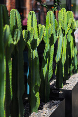 Big long cactus in the pots. Funny cactus for home decoration. Fluffy cactus with long needles....