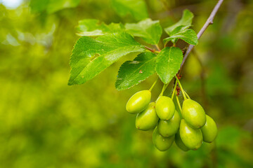 Close-up of green berries hanging from a branch with lush green leaves. The background is a vibrant green blur, providing ample