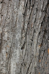 bark of a tree