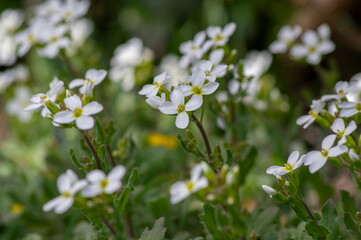 Arabis caucasica arabis mountain rock cress springtime flowering plant, causacian rockcress flowers with white petals in bloom