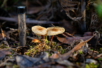 mushroom growing in the bush, turning a compost pile in a community garden. compost full of...