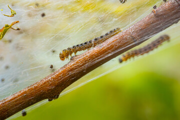 Close-up of caterpillars crawling on a web-like structure among green leaves and orange flowers. The image highlights the intricate webbing and the caterpillars' segmented bodies.