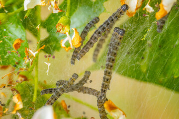 Close-up of caterpillars crawling on a web-like structure among green leaves and orange flowers. The image highlights the intricate webbing and the caterpillars' segmented bodies.