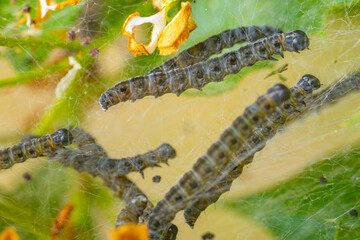 Close-up of caterpillars crawling on a web-like structure among green leaves and orange flowers. The image highlights the intricate webbing and the caterpillars' segmented bodies.