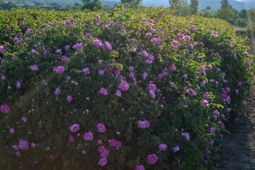 Obraz premium rose fields and plantations. beautiful pink roses. roses are grown on plantations for the production of essential oils and cosmetics.
