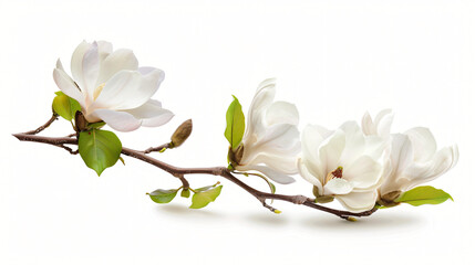 Magnolia plant branch with beautiful flowers isolated