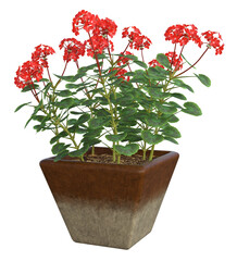 Red Geranium flowers in decorative square ceramic pot. Image 15 of a collection of realistic 3D PNG illustrations.