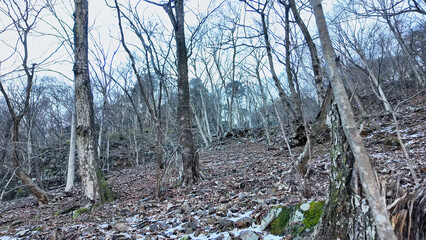 山道の風景