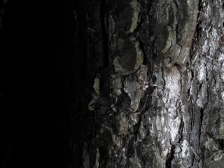 tree bark close up macro detail