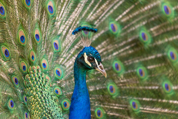 Obraz premium Close-up of a peacock's head and its tail feathers