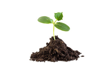 Seedlings of young shoots of cucumbers in a coma of soil on a transparent background PNG