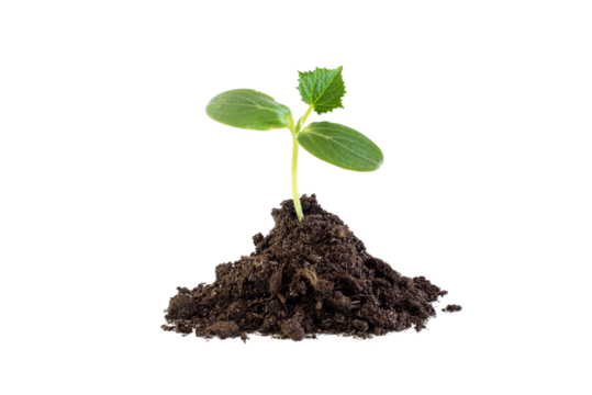 Seedlings of young shoots of cucumbers in a coma of soil on a transparent background PNG