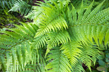 Green fern plants - wide angle view