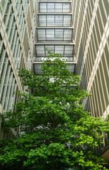 high-rise buildings and green trees