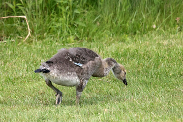 Almost full grown Canada Geese chicks on lawn in summer