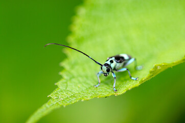 ルリボシカミキリに酷似、より小さいラミーカミキリ虫（自然光＆ストロボ・マクロレンズ接写）