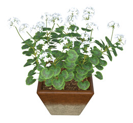 White Geranium flowers in decorative square ceramic pot. Image 6 of a collection of realistic 3D PNG illustrations.