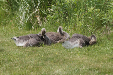 Almost full grown Canada Geese chicks on lawn in summer