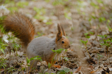 A squirrel with a red tail looks curiously at the camera