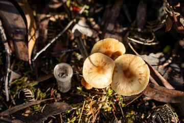 mushrooms growing and taking soil samples Compost pile, organic thermophilic compost turning in Tasmania Australia. farmer holding soil in australia