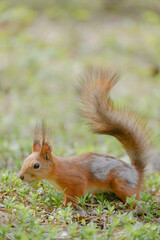 spring molting of squirrels